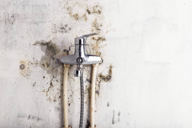 Certified Mold Removal in Tolleson, AZ