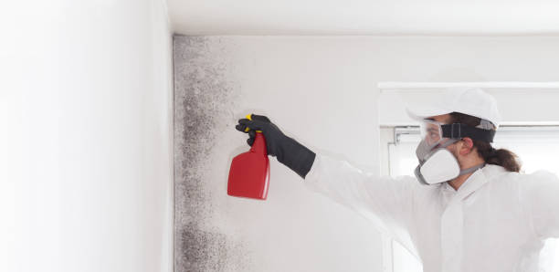 Mold Removal and Inspection in Tolleson, AZ