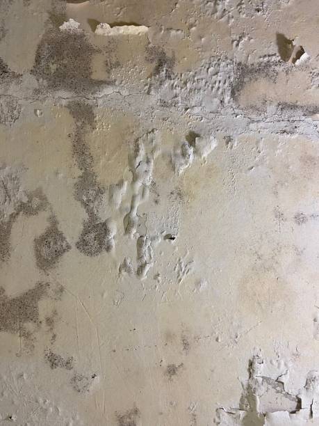 Attic Mold Removal in Tolleson, AZ